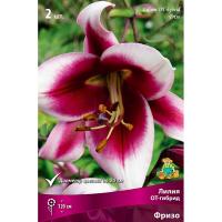 Лилия ОТ-Гибрид Фризо 14/16
