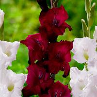 Гладиолус Малер (10/12) 10 шт 835598