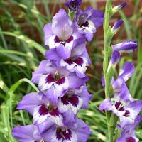 Гладиолус Виста (12/14) 5 шт 