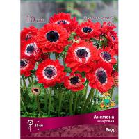 Анемона махровая Ред (5/6) 10 шт