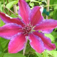 Клематис Акаиши