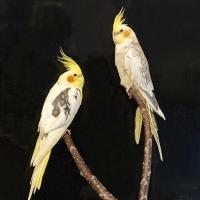 Птица Корелла