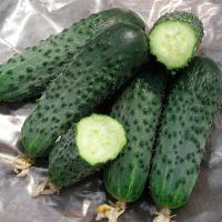 Огурец Сатина F1 1000шт