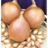 Лук-севок Стурон 10-22 10кг+-10%