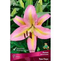 Лилия Восточная Том Паус (14/16) 2 шт