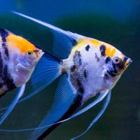 Скалярия микс L Скалярия микс L