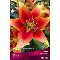 Лилия ОА-Гибрид Кавери