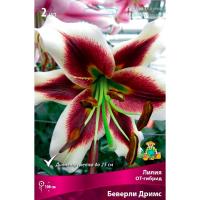 Лилия ОТ-Гибрид Беверли Дримс (14/16) 2 шт