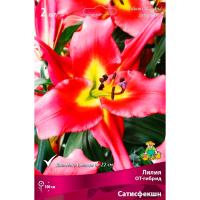 Лилия ОТ-Гибрид Сатисфекшн 14/16