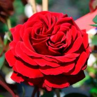 Саженцы Роза плетистая Нахеглут