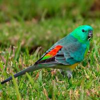 Птица Певчий попугай