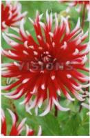 Георгина кактусовая Фриколе (I) 1 шт 