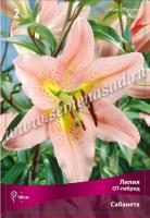 Лилия ОТ-Гибрид Сабанета (14/16) 2 шт