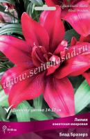 Лилия Азиатская махровая Блад Бразерз