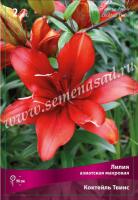 Лилия Азиатская махровая Коктейль Твинс