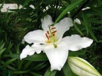 Лилия ЛА-Гибрид Асоп (14/16) 2 шт