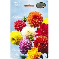 Георгина Веселые ребята 20*0,3  Георгина Веселые ребята 20*0,3