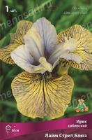 Ирис сибирский Лайм Стрит Блюз