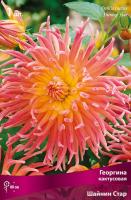 Георгина кактусовая Шайнин Стар (I) 1 шт