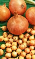Лук-севок Дедуля 10-22 10кг+-10%