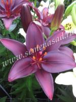 Лилия Азиатская Дарк Секрет 2 шт (14/16)