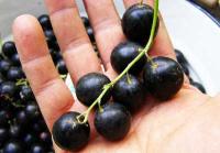 Смородина черная Ядреная 