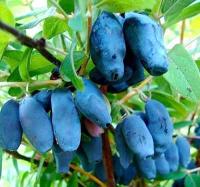 Жимолость съедобная Бакчарский великан