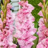 Гладиолус Софт Иносенс (10 шт.) 12+ 