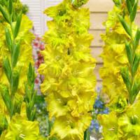 Гладиолус Блитц Фьюжен (10 шт.) 12/14