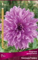 Георгина декоративная Лавендер Раффлз (I) 1 шт 