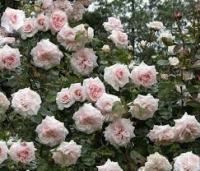 Саженцы Роза плетистая Пенни Лейн