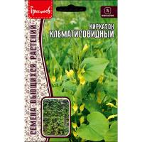 Редкие растения Кирказон Клематисовидный 3шт  Редкие растения Кирказон Клематисовидный 3шт