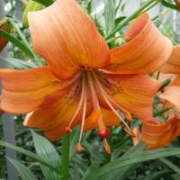 Лилия Азиатская Сэлмон Флейвор (14/16) 2шт 821177