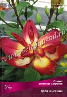 Лилия Азиатская махровая Дабл Сенсейшн (14/16) 2 шт