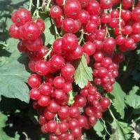 Смородина красная Уральская красавица