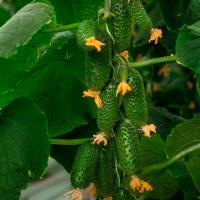 Гавриш Огурец Смарт F1 5 шт. ПРОФЕССИОНАЛЬНАЯ ЛИНИЯ 