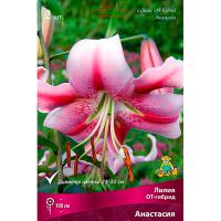 Лилия ОТ-Гибрид Анастасия (14/16) 2 шт