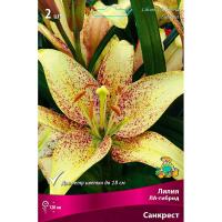 Лилия ЛА-Гибрид Санкрест 14/16