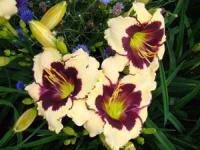 Лилейник гибридный Селебрейшн ов Эйнджелз (I) 1шт 