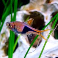 Расбора клиновидная M Расбора клиновидная M