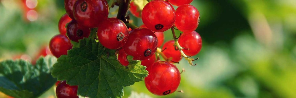 ягоды.jpg ягоды.jpg