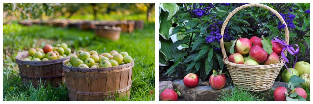 яблоки.jpg яблоки.jpg