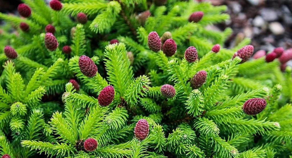 огородные хлопоты огородные хлопоты