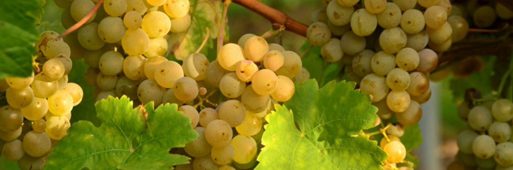 виноградник.png виноградник.png