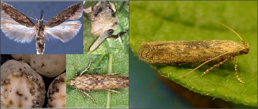 огород в августе