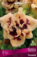 Лилейник гибридный Росвита