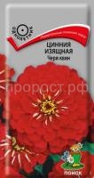 Цинния изящная Чери квин Цинния изящная Чери квин