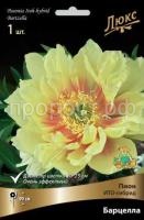 Пион ИТО-гибрид Барцелла-luxbt