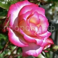 F1806580-E48F-45CF-A70E-947A2BE20E8C-700x700 F1806580-E48F-45CF-A70E-947A2BE20E8C-700x700