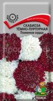 Скабиоза тёмно-пурпурная Пламенное сердце Скабиоза тёмно-пурпурная Пламенное сердце